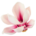 Magnolia główka pianka Ekskluzywna Cream/Pink Magnolia główka pianka Ekskluzywna Cream/Pink