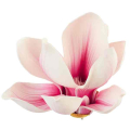 Magnolia główka pianka Ekskluzywna Cream/Pink Magnolia główka pianka Ekskluzywna Cream/Pink