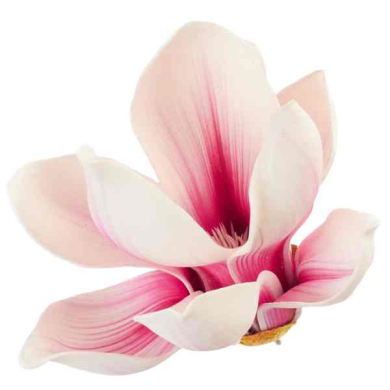 Magnolia główka pianka Ekskluzywna Cream/Pink Magnolia główka pianka Ekskluzywna Cream/Pink