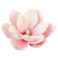 Magnolia główka pianka Ekskluzywna 14 cm Cream/Pink Magnolia główka pianka Ekskluzywna 14 cm Cream/Pink