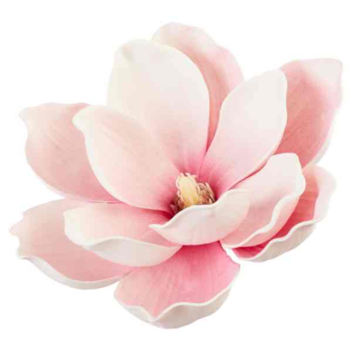 Magnolia główka pianka Ekskluzywna 14 cm Cream/Pink Magnolia główka pianka Ekskluzywna 14 cm Cream/Pink