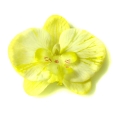 W11 Storczyk Phalaenopsis - główka White/Yellow