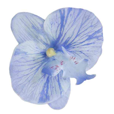 Storczyk Phalaenopsis - główka Blue/Violet