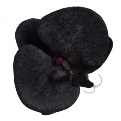 W11 Storczyk Phalaenopsis - główka Black