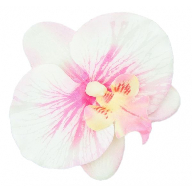 W11 Storczyk Phalaenopsis - główka Cream/Pink