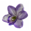Storczyk Cymbidium - główka Violet