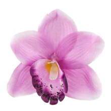 Storczyk Cymbidium - główka Pink/Mauve