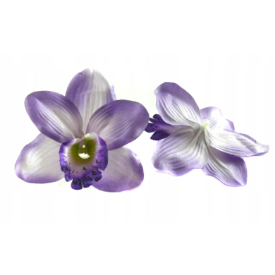 Storczyk Cymbidium - główka Violet