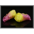 Tulipan - główka w pąku Pink/Yellow