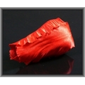 W480 Tulipan - główka w pąku Red