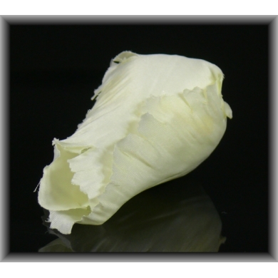 Tulipan - główka w pąku Cream