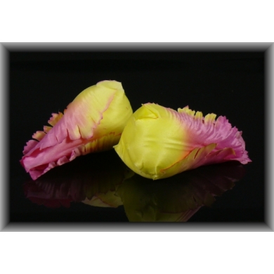 Tulipan - główka w pąku Pink/Yellow