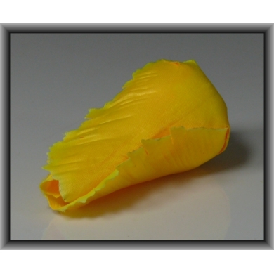Tulipan - główka w pąku Sunny Yellow