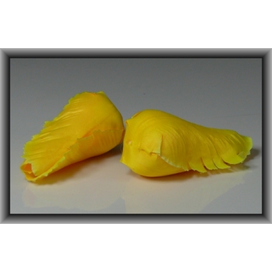 Tulipan - główka w pąku Sunny Yellow