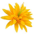 AGAWA główka Kwiat yellow