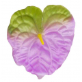 ANTURIUM główka kwiat LILAC/GREEN 12 szt