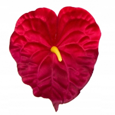 ANTURIUM główka BURGUND