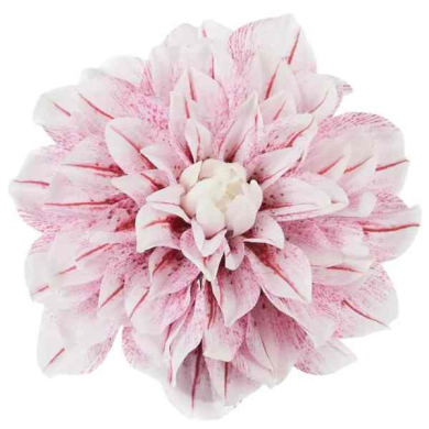 Dalia główka 17 cm piękny KWIAT Dk.Cream/Pink