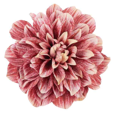 Dalia główka 17 cm piękny KWIAT Dk.Pink/Cream