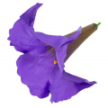 Datura główka kwiat Dk.Violet