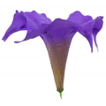 Datura główka kwiat Dk.Violet