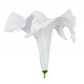Datura główka kwiat White