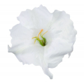 Datura główka kwiat White