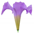 Datura główka kwiat Violet/Purple