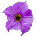 Datura główka kwiat Violet/Purple