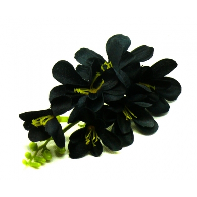 FREZJA mięsista główka kwiat Black