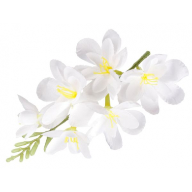 FREZJA mięsista główka kwiat White
