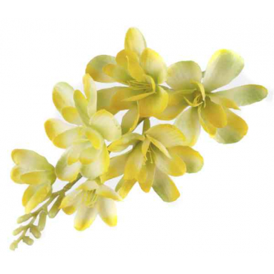 FREZJA mięsista główka kwiat Yellow/Green