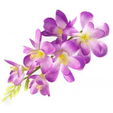 FREZJA mięsista główka kwiat Violet