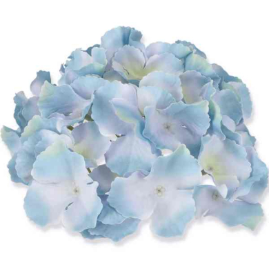 HORTENSJA Główka satyna Cream/Blue