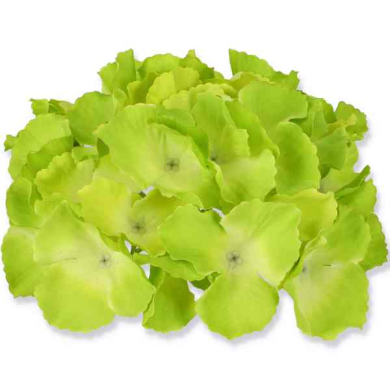 HORTENSJA Główka satyna Green