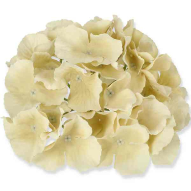HORTENSJA Główka satyna Cream/Beige