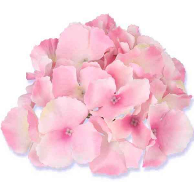 HORTENSJA Główka satyna Cream/Pink