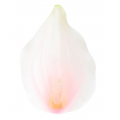 C162 Kalla główka kwiat KALIA white/pink