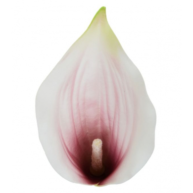 C162 Kalla główka kwiat KALIA white/lt.purple