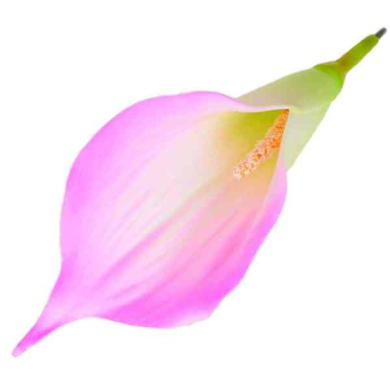 Kalla główka kwiat z pianki KALIA bright pink