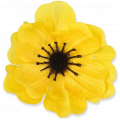 Mak ANEMON główka Yellow