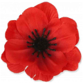 Mak ANEMON główka Red