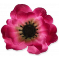 Mak ANEMON główka Amarant