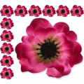 Mak ANEMON główka Amarant