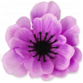 Mak ANEMON główka Violet