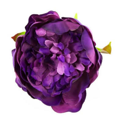 Peonia tafta główka Purple Violet
