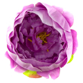 W383 Peonia tafta główka Lilac CUDNA!