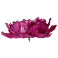 Peonia główka DUŻA Fuchsia 17,50 cm