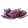 Peonia główka DUŻA Violet Beige 17,50 cm