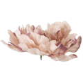 Peonia główka DUŻA Aut Beige 17,50 cm